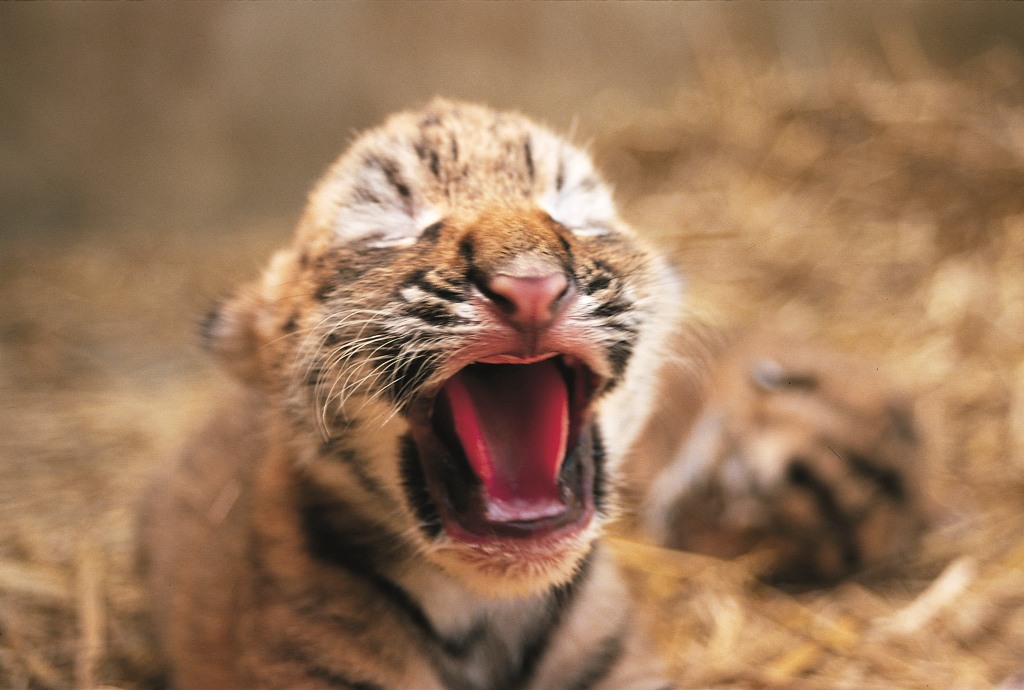 Discovering your tiger face Discovering your tiger face